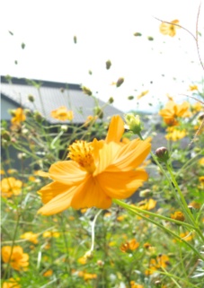 仁淀川堤防の花