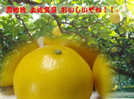 ����22�N�̔� �x�̂�n�� �I�n�����U�ł��B
