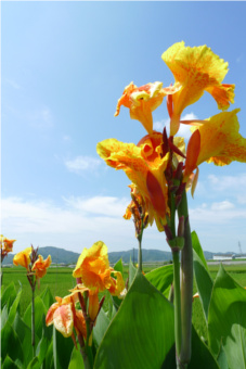仁淀川の花 仁淀川の花